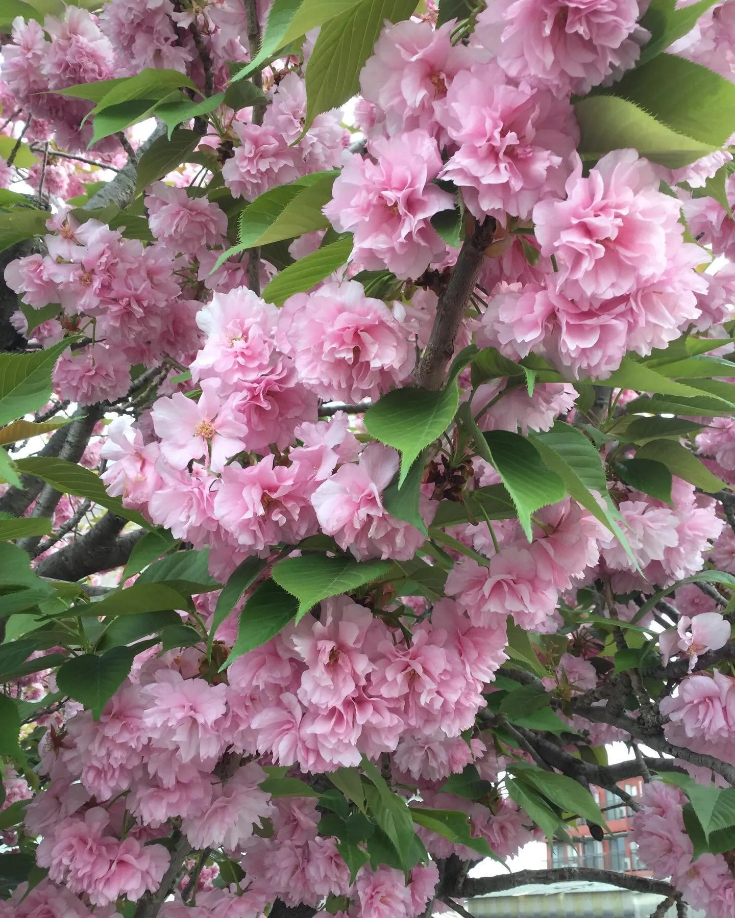 八重桜🌸🌸🌸今年も綺麗に咲いてくれるかなぁ？